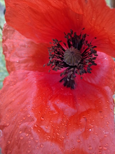 tapety red, flower
