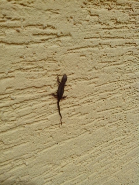 Mini lizard on the wall..