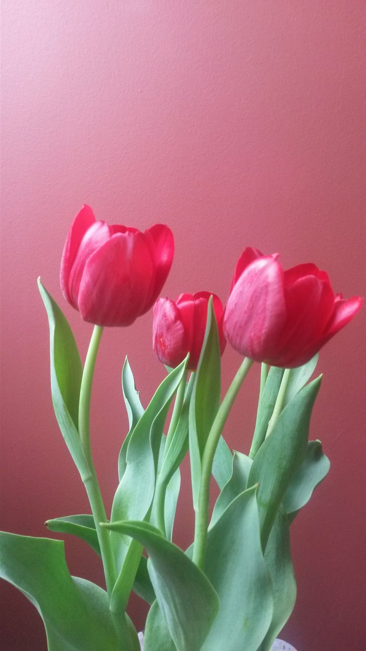 Tulips