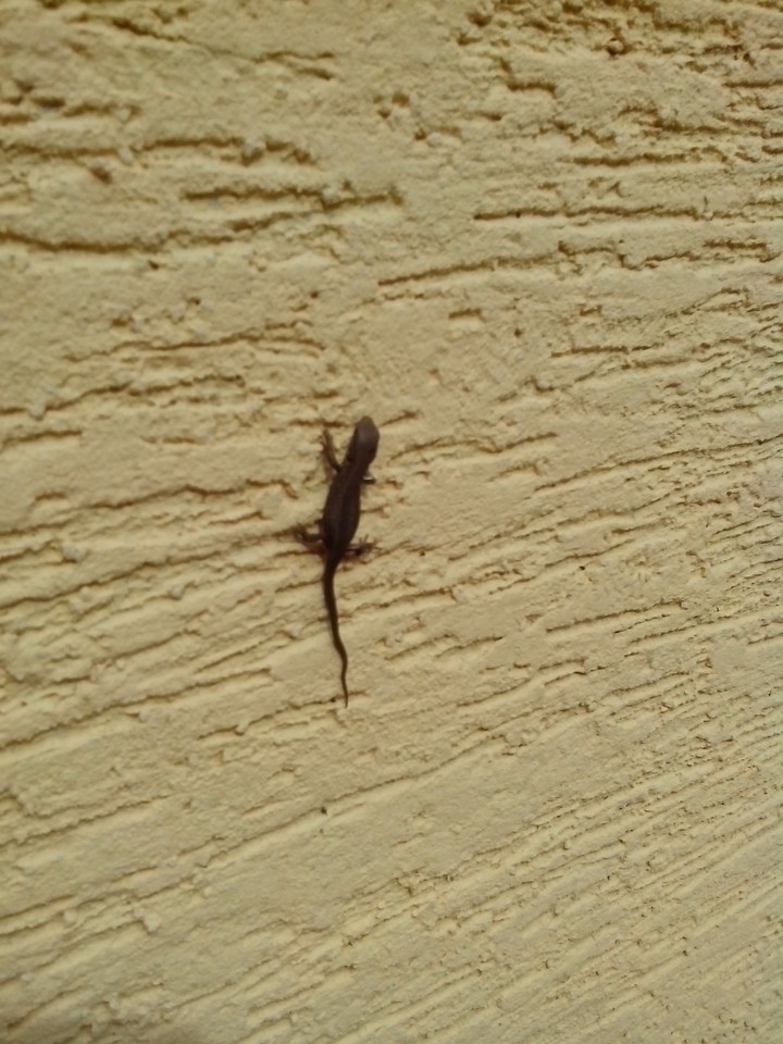 Mini lizard on the wall..