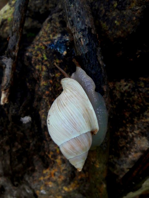 CA