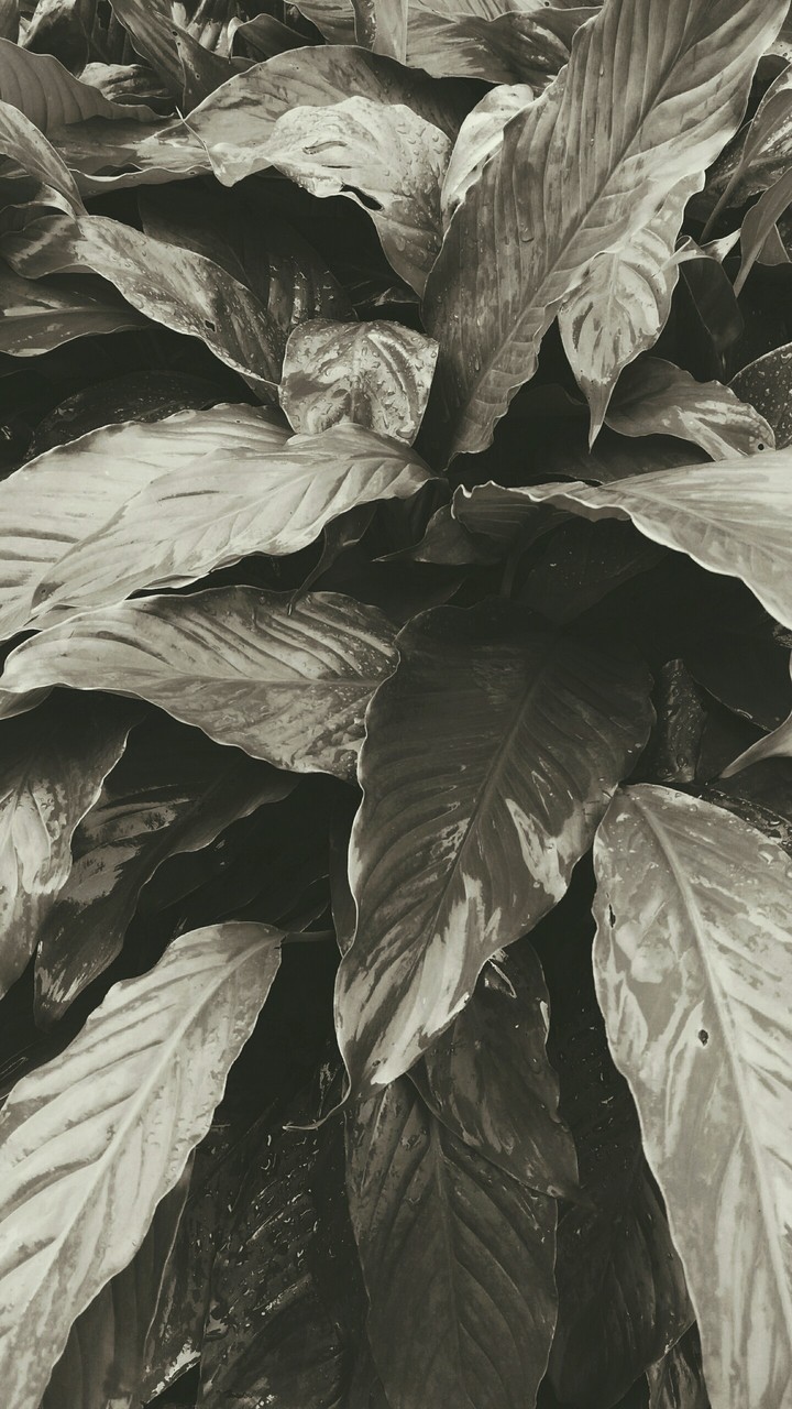 Folhas molhadas I