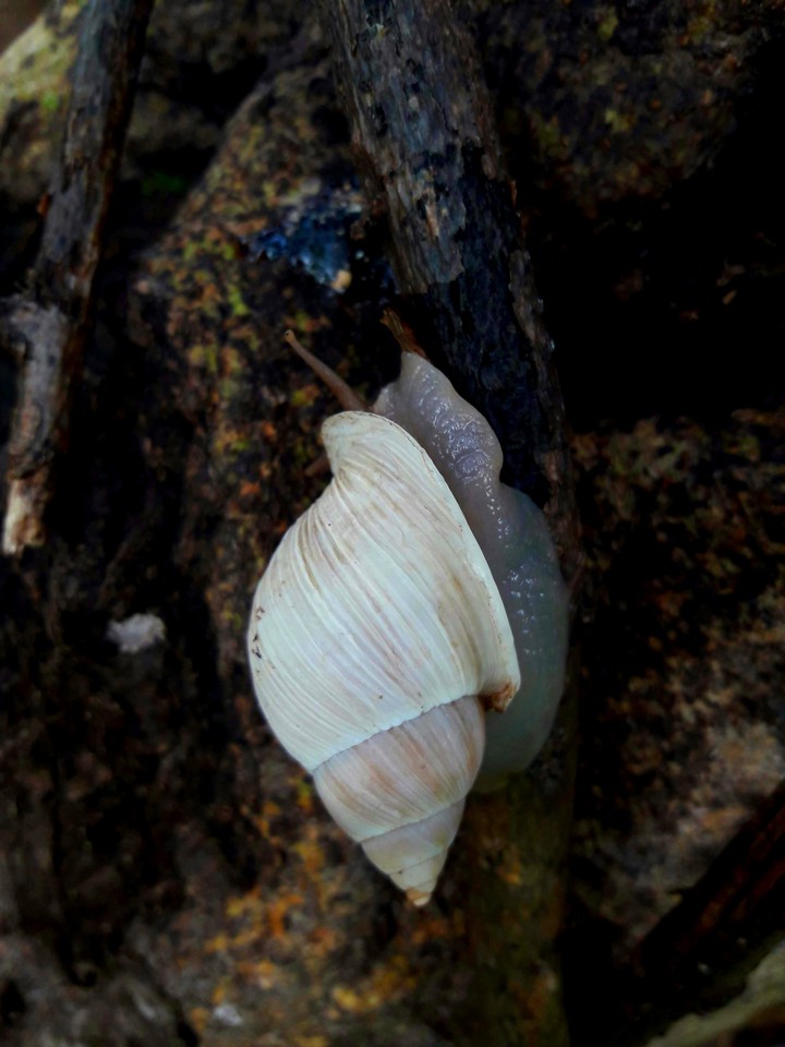 CA