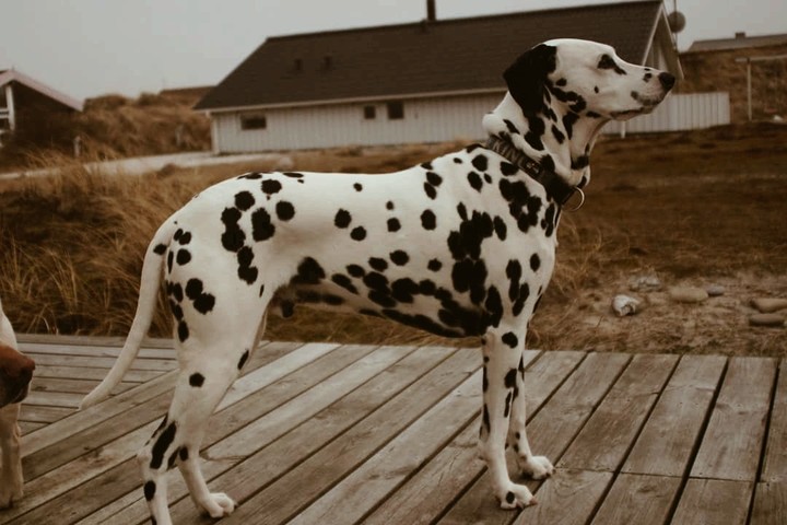 Dog