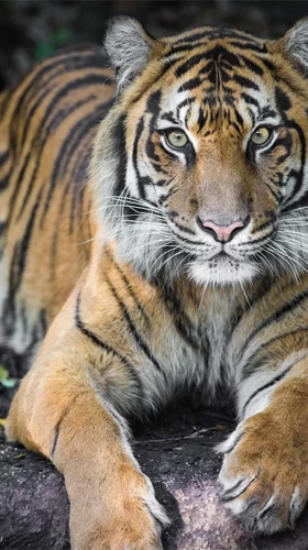 tiger