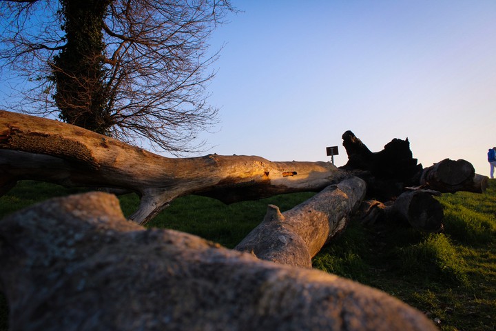Oak Tree