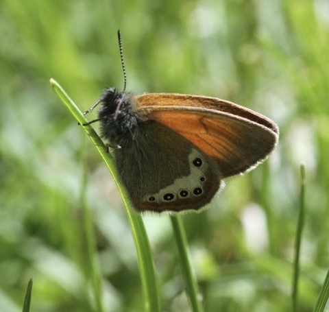 sfondi arthropod, pollinator