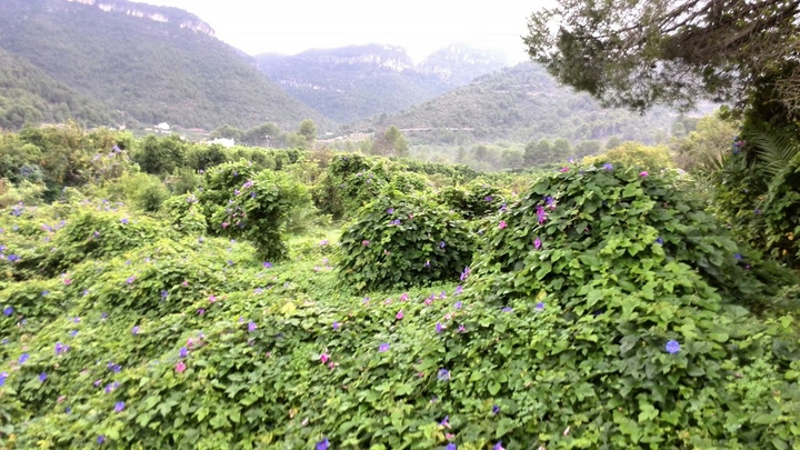 Naranjos tapados de flores