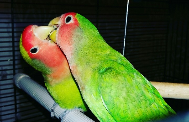A beautiful couple..