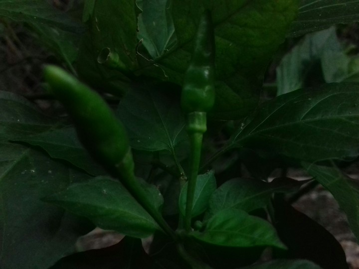 Ớt Xanh