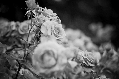 Roses