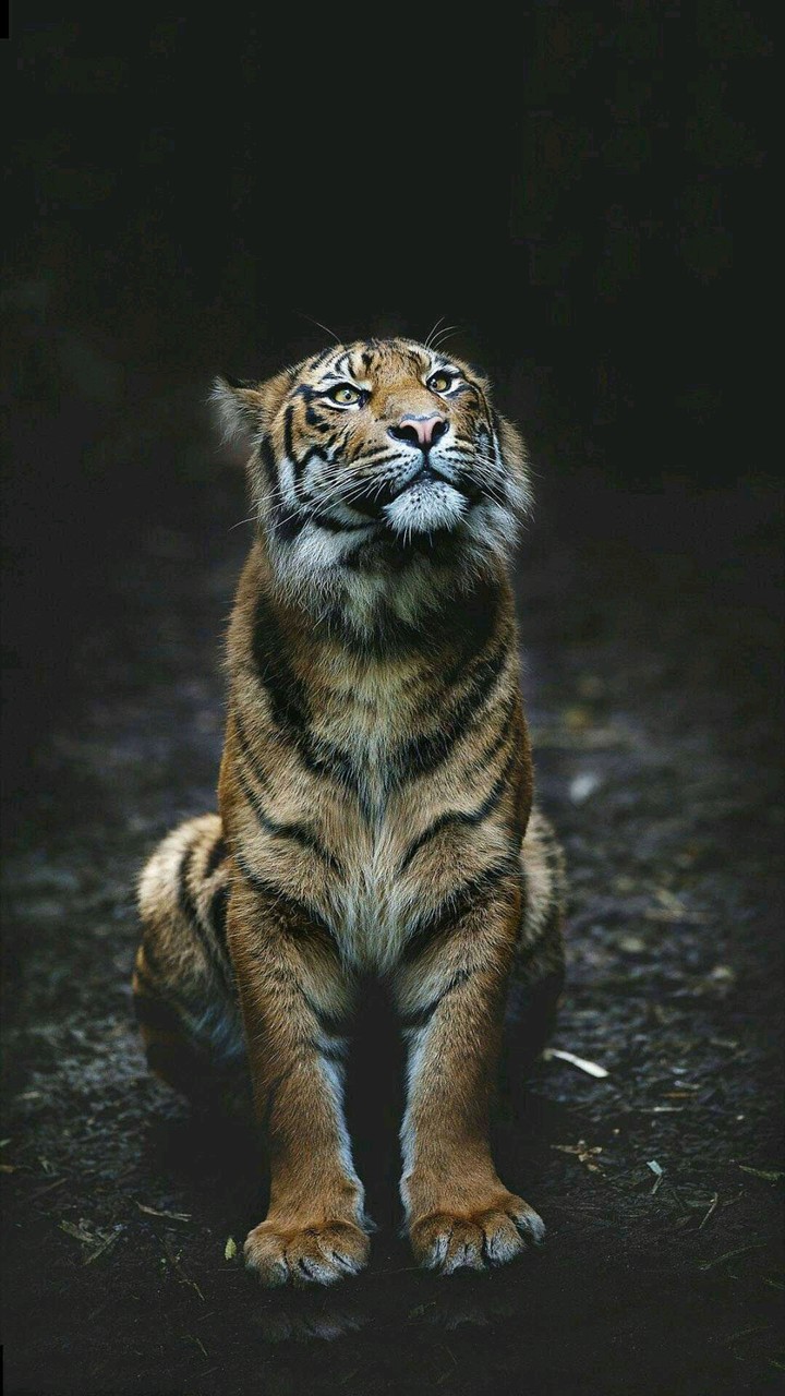 tiger