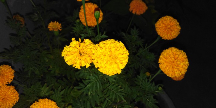 marigold flowers ?