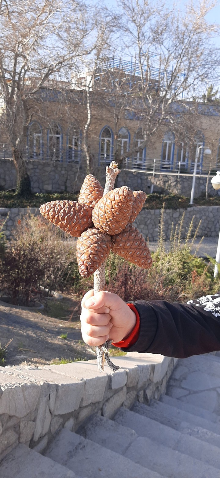 میوه کاج