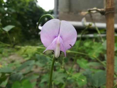 unknown flower