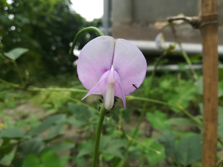 unknown flower