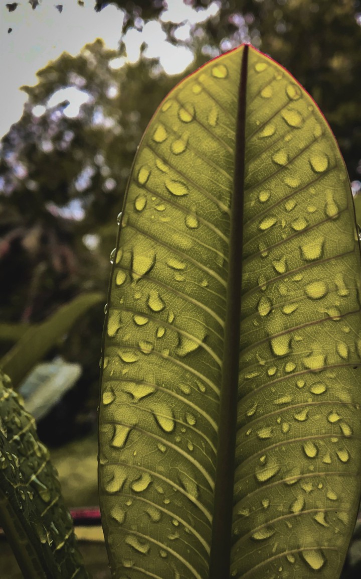 leaf