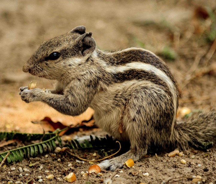 Squirrel