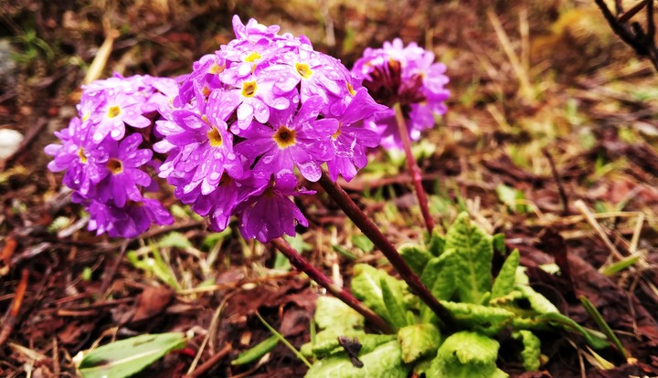 Flowers
