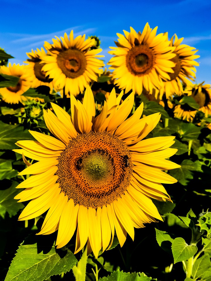 sunflowers