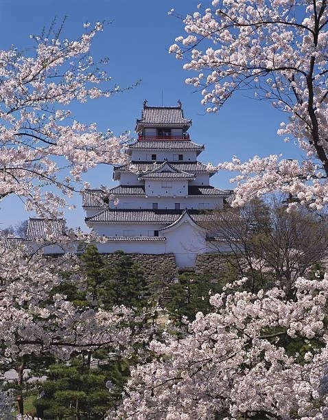 Aizu Wakamatsu Castle framed by cherry blossoms