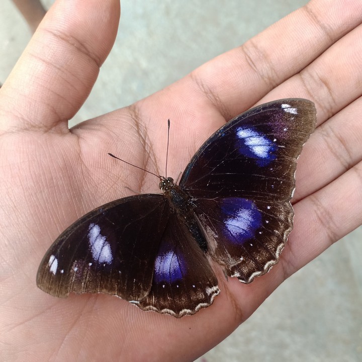 Butterfly on hand
