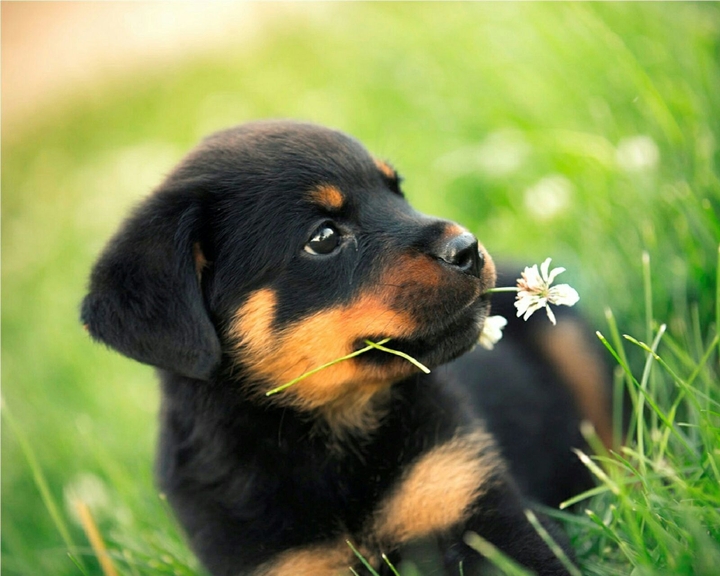 cutie dog