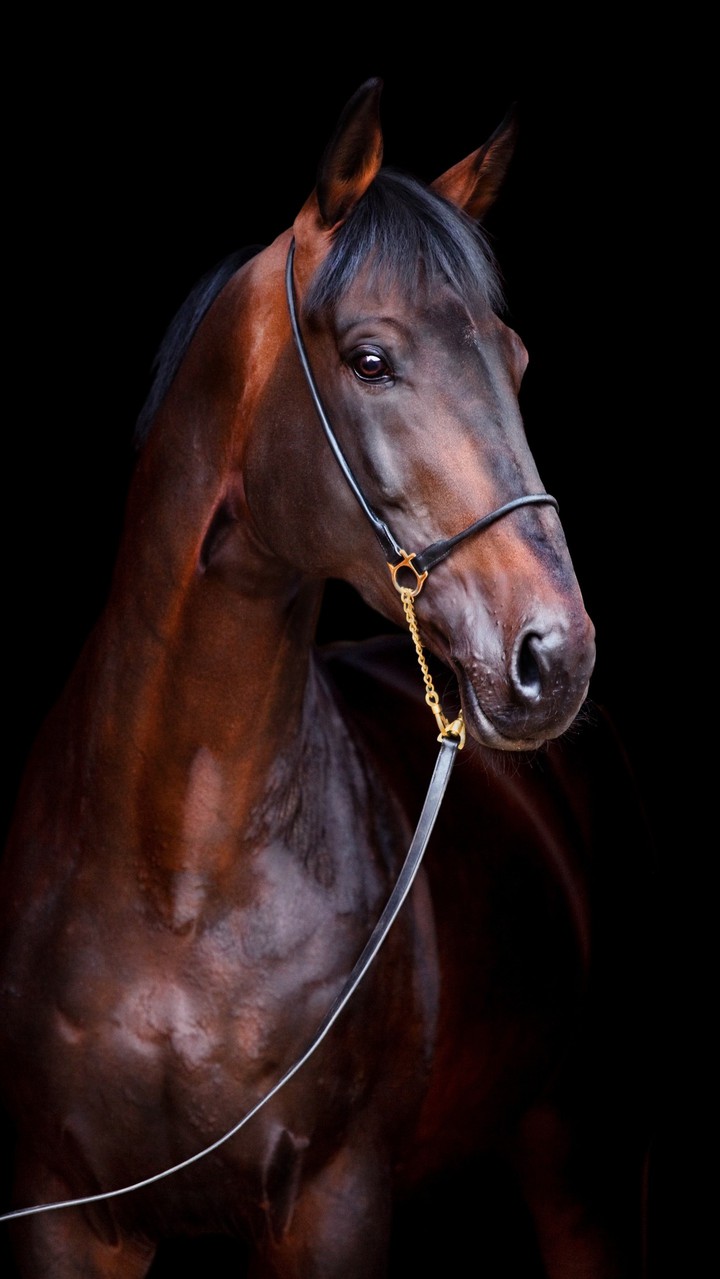 Horses Lover