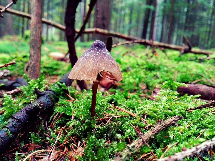 Lonely mushroom