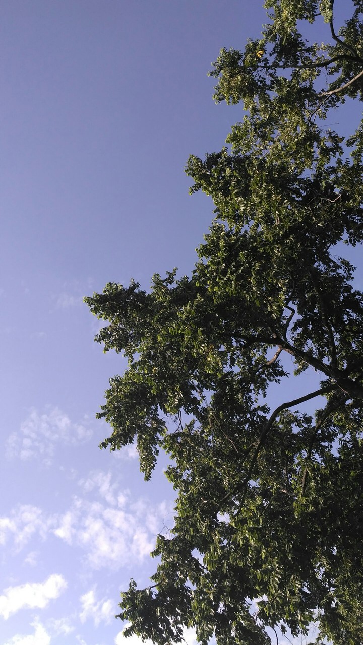 Tree and sky