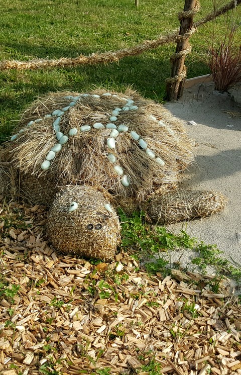 Tortoise