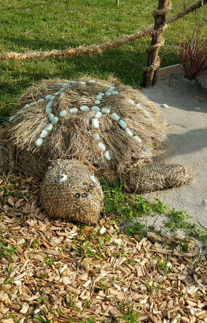 Tortoise