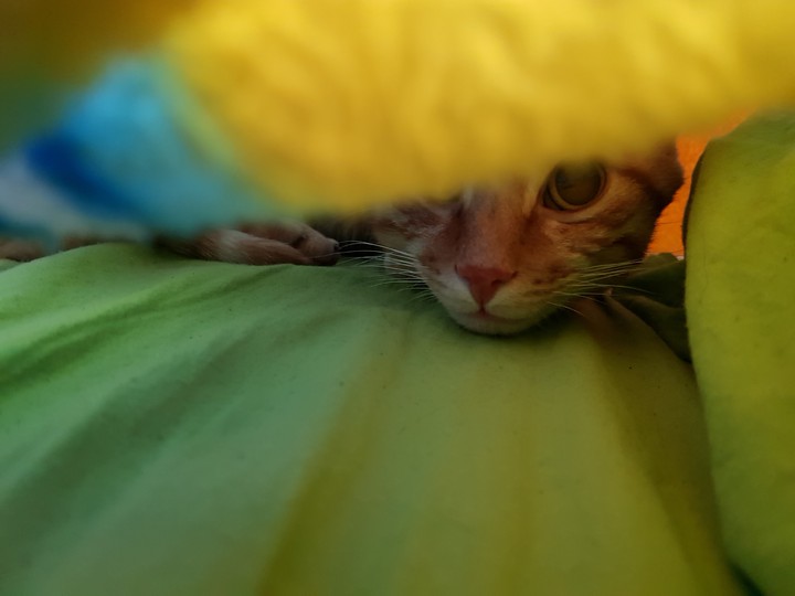 cats beautiful
