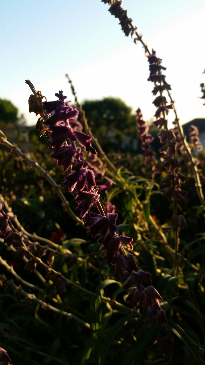 Flower Silhouette