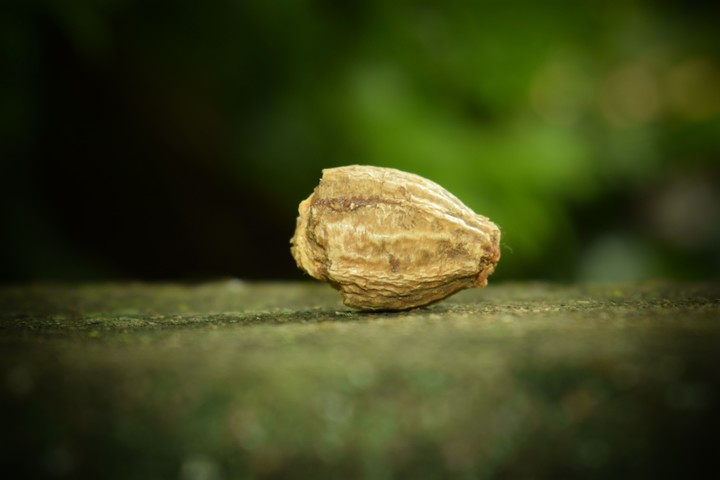 miniature photo