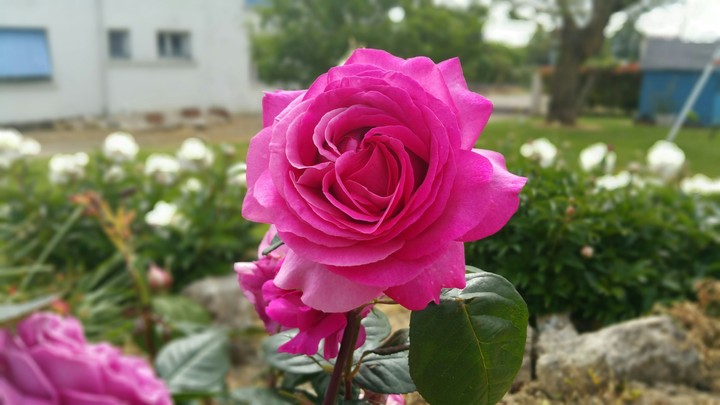 rose