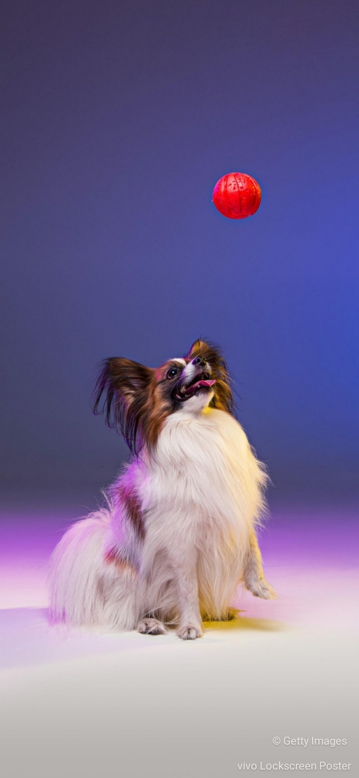 Dog of picture