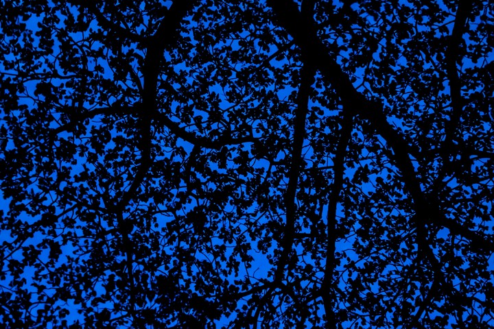 Bluee night sky and trees