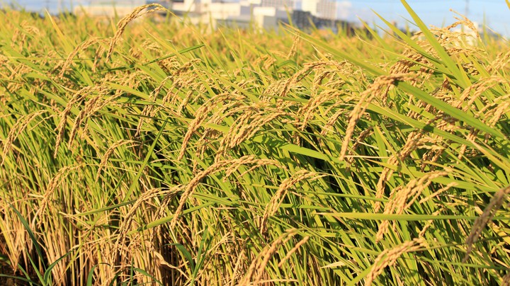 rice_plant