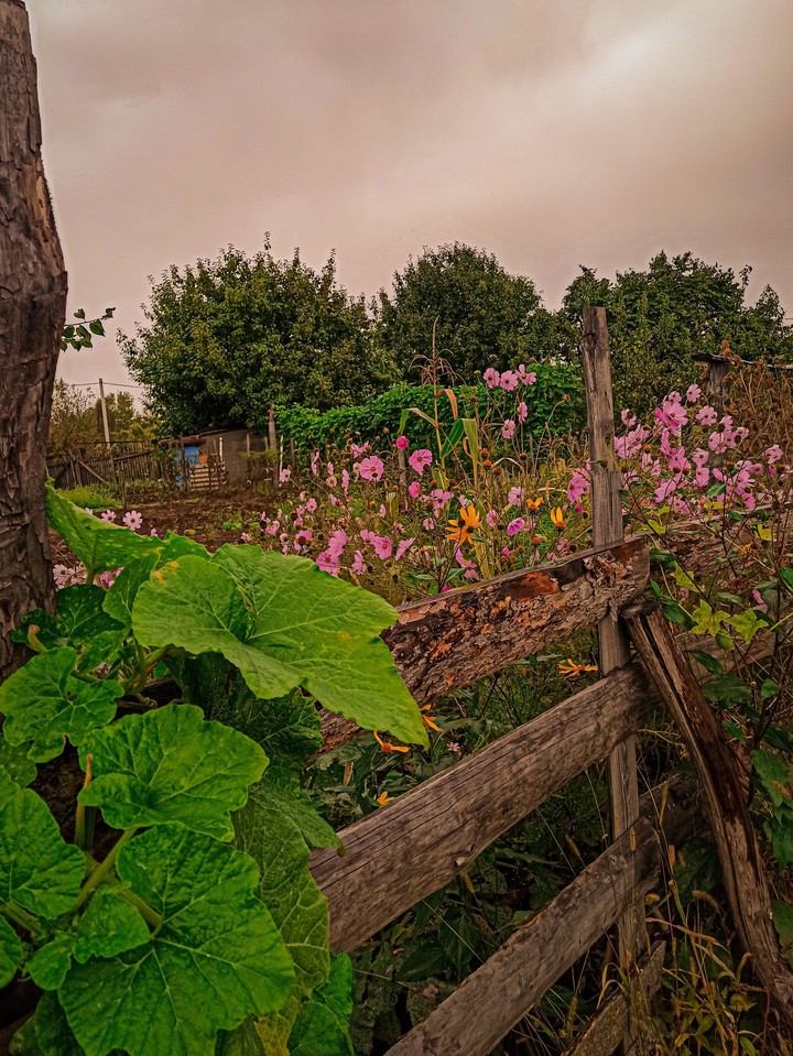 garden