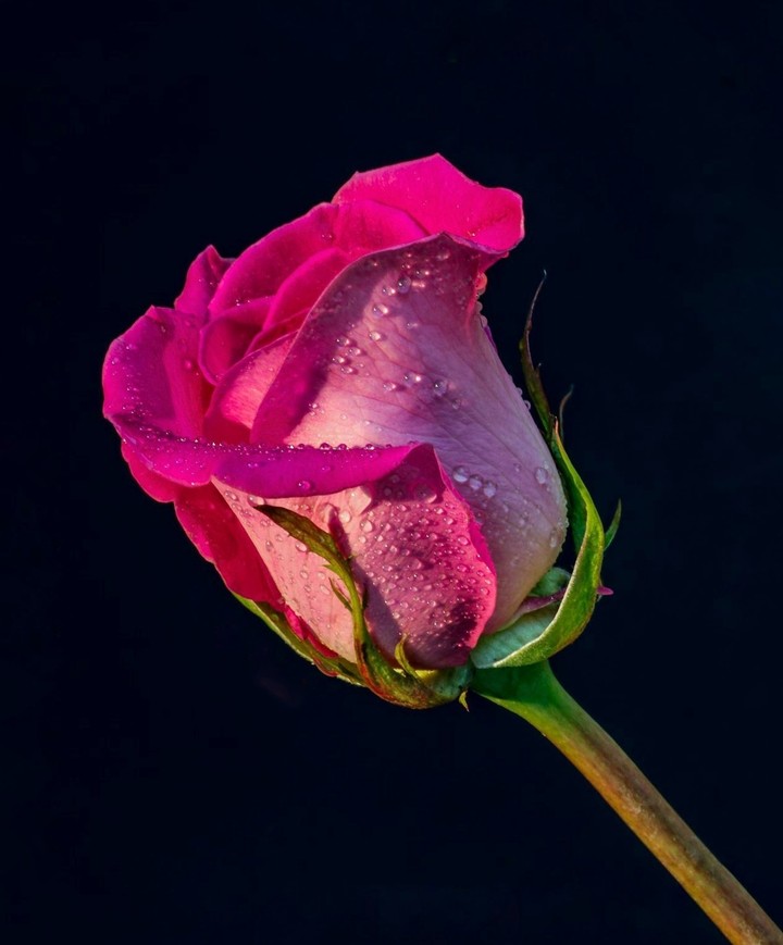 Roses
