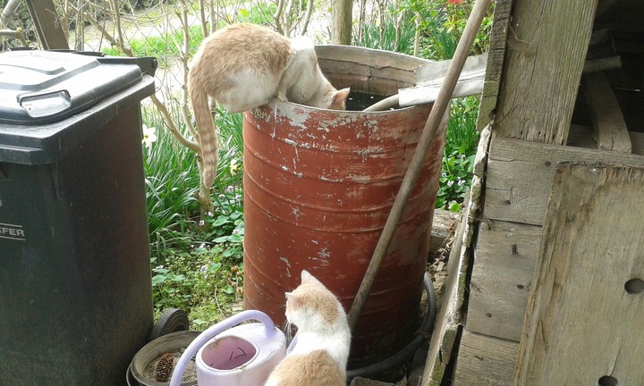 Funny cats