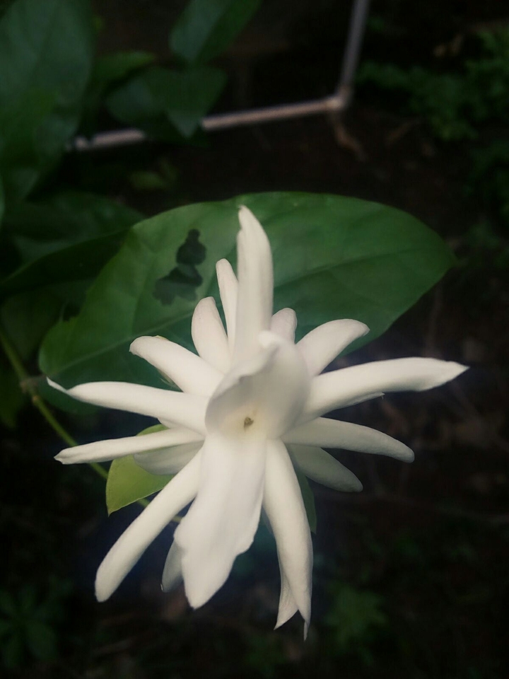 jasmine