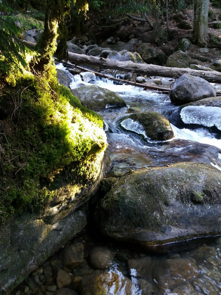 Forest