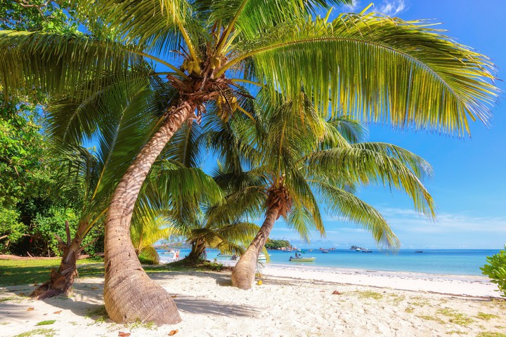 Enjoy Paradies