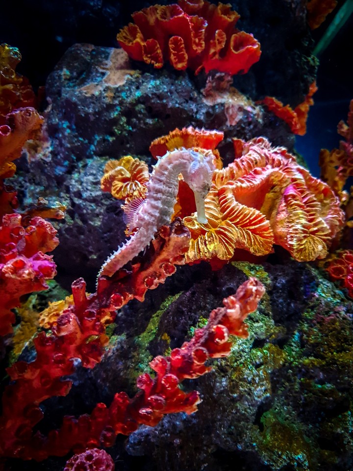 Sea Horse