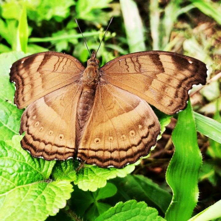 species