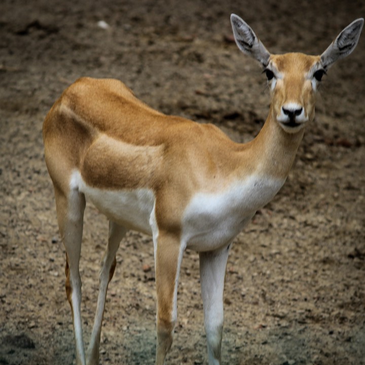 deer