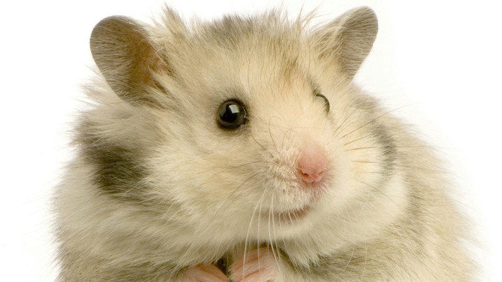 cute mouse