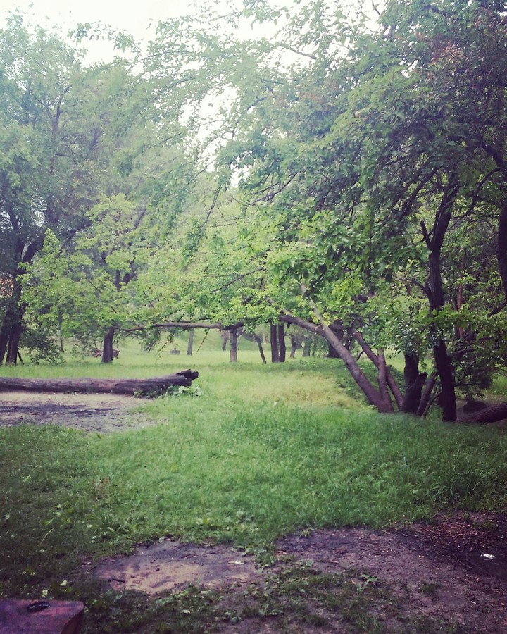 Ukraine forest